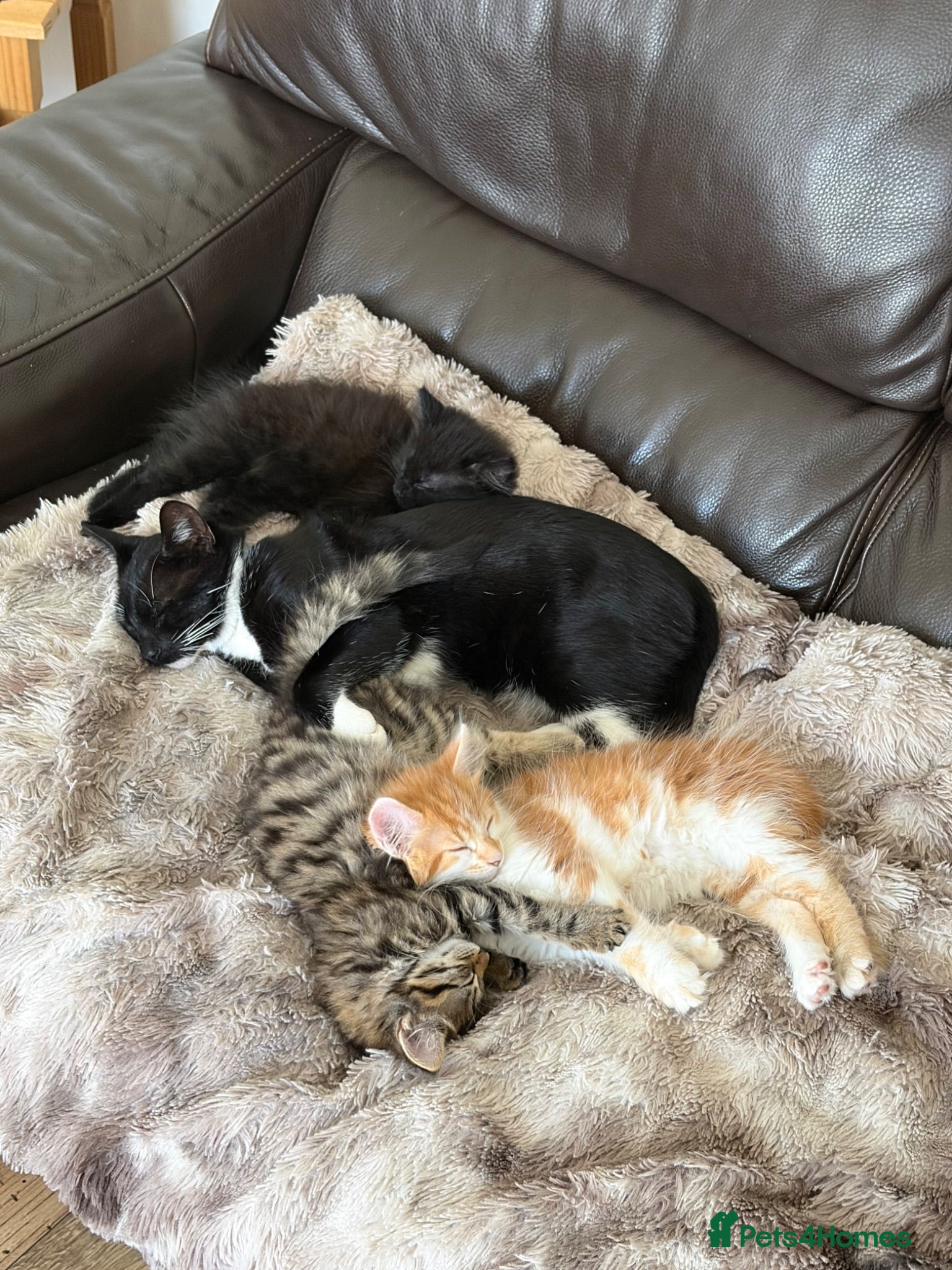 Mixed Breed cats Beautiful Kitten needs a loving home! - Advert 15