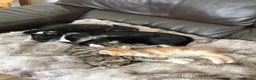 Mixed Breed cats for sale: Beautiful Kitten needs a loving home! - Advert 1