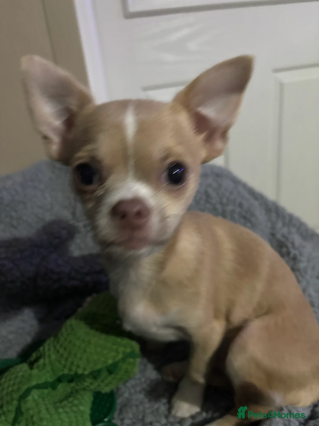 Chihuahua dogs for sale: Chihuahua for sale in Bognor Regis - Advert 2