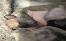 Chihuahua dogs for sale: 4 Stunning Male Apple Head Chihuahua Puppies - Image 3