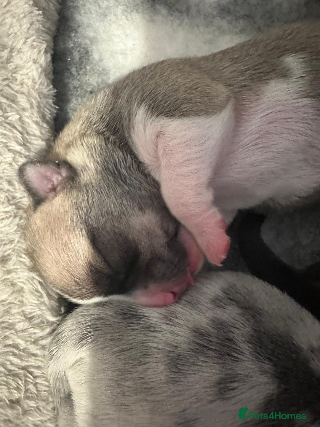 Chihuahua dogs for sale: 4 Stunning Male Apple Head Chihuahua Puppies - Image 3