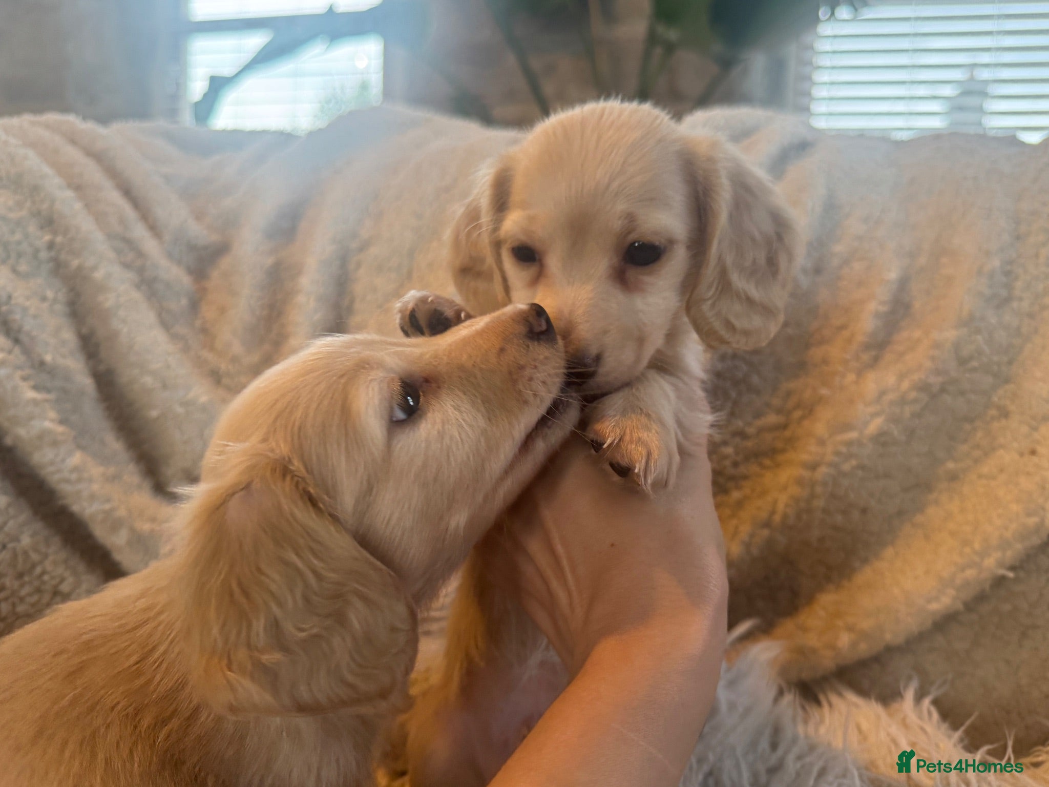 Miniature Dachshund dogs KC Longhaired Cream Miniature Dachshund Puppies - Advert 2