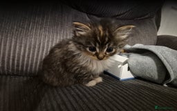 Mixed Breed cats for sale: Mixed breed kittens - Image 7