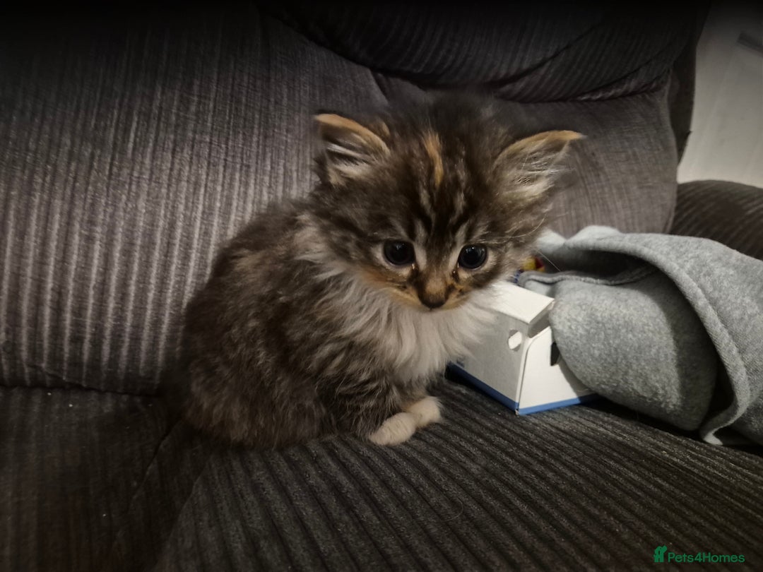 Mixed Breed cats for sale: Mixed breed kittens - Image 7