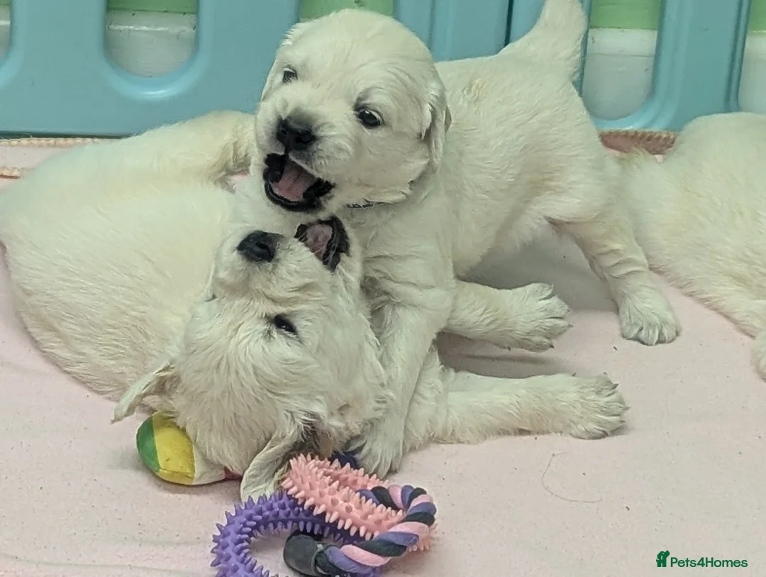 Golden Retriever dogs for sale: 🐾6  Golden Retriever Puppies! 🐾 - Advert 4