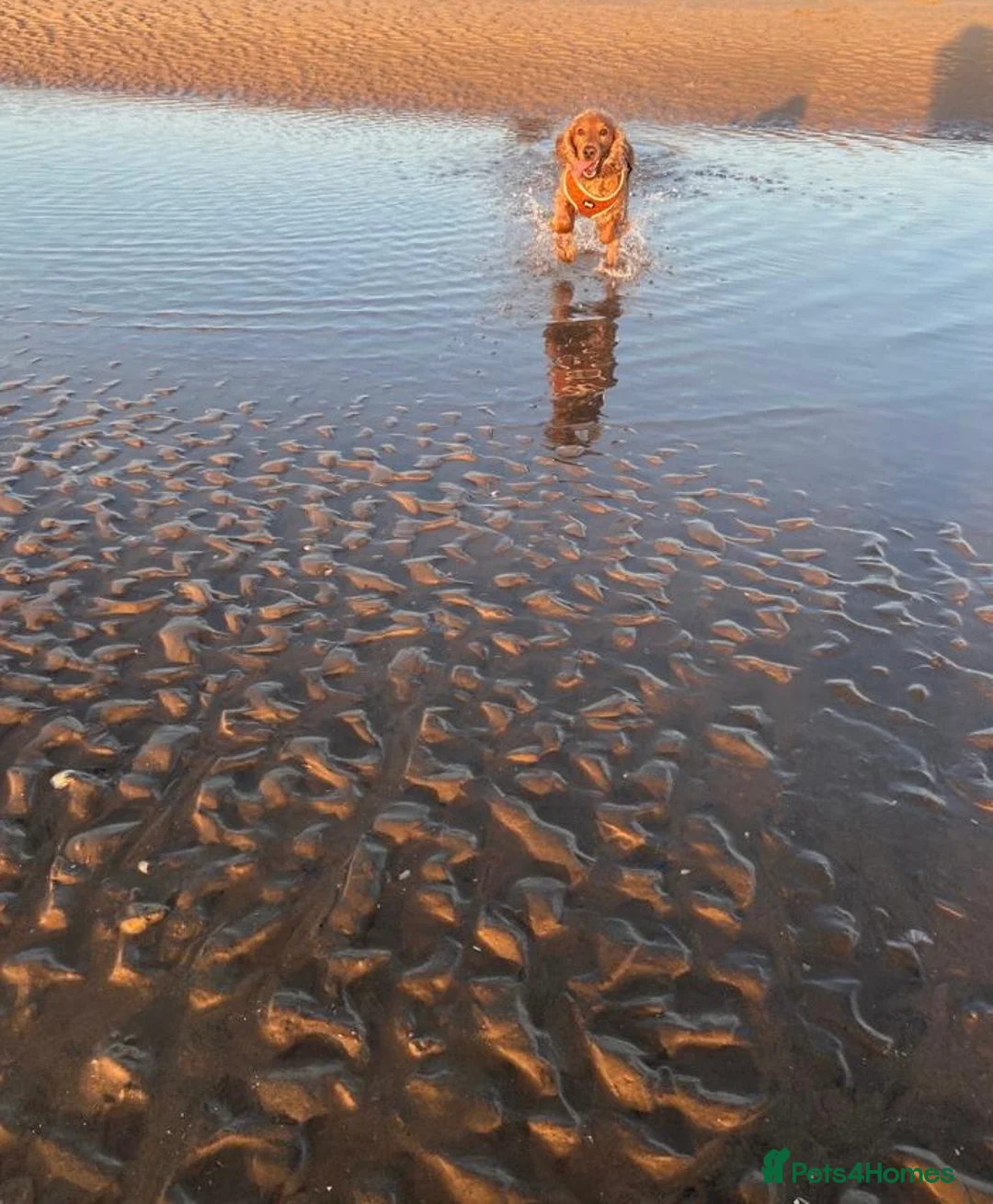 Cocker Spaniel dogs for stud: Cocker Spaniel For Stud in Liverpool - Advert 18