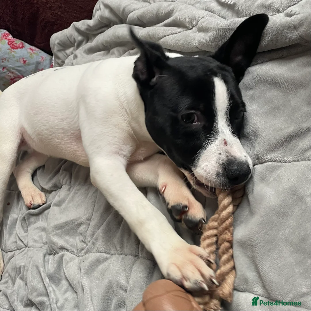 Mixed Breed dogs for sale: 5 month small staffy x lurcher female pup  - Advert 5