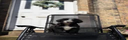 Sheepadoodle dogs for sale: F1 Sheepadoodle Puppies | 5* Licensed Breeder - Advert 22