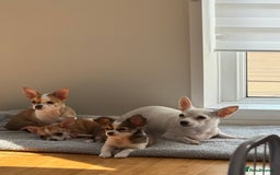 Chihuahua dogs for sale: Our beautiful Chihuahua puppies  - Image 3