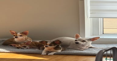 Chihuahua dogs - Advert 6
