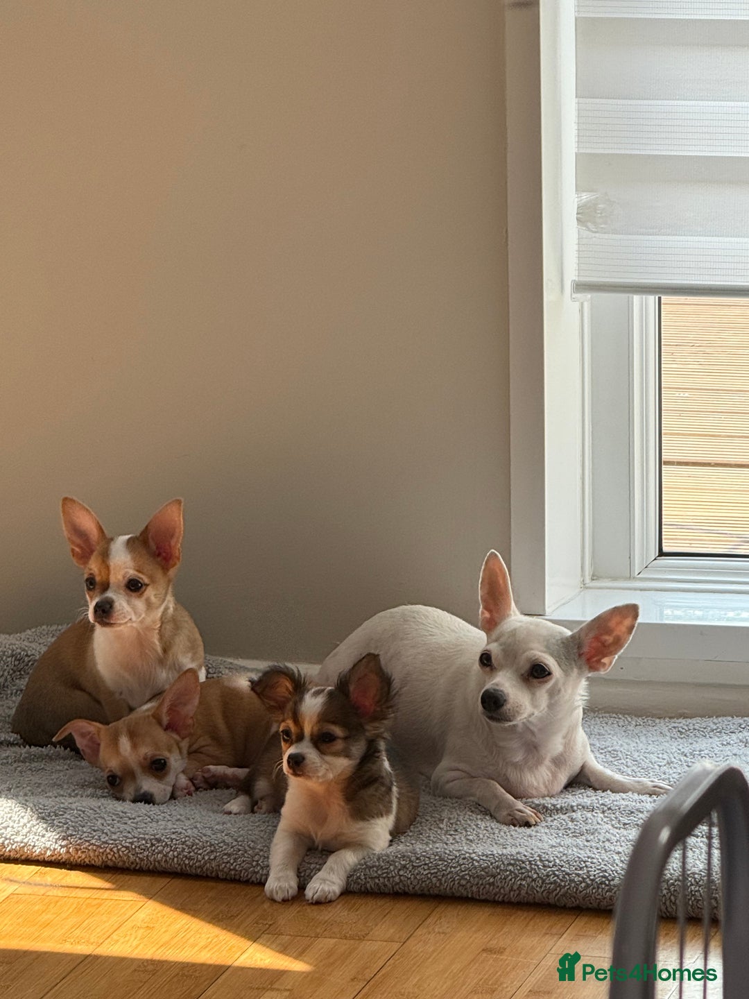 Chihuahua dogs for sale: Our beautiful Chihuahua puppies  - Image 3