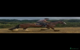 Irish Cob horses for sale: Liam the super cob - Image 3