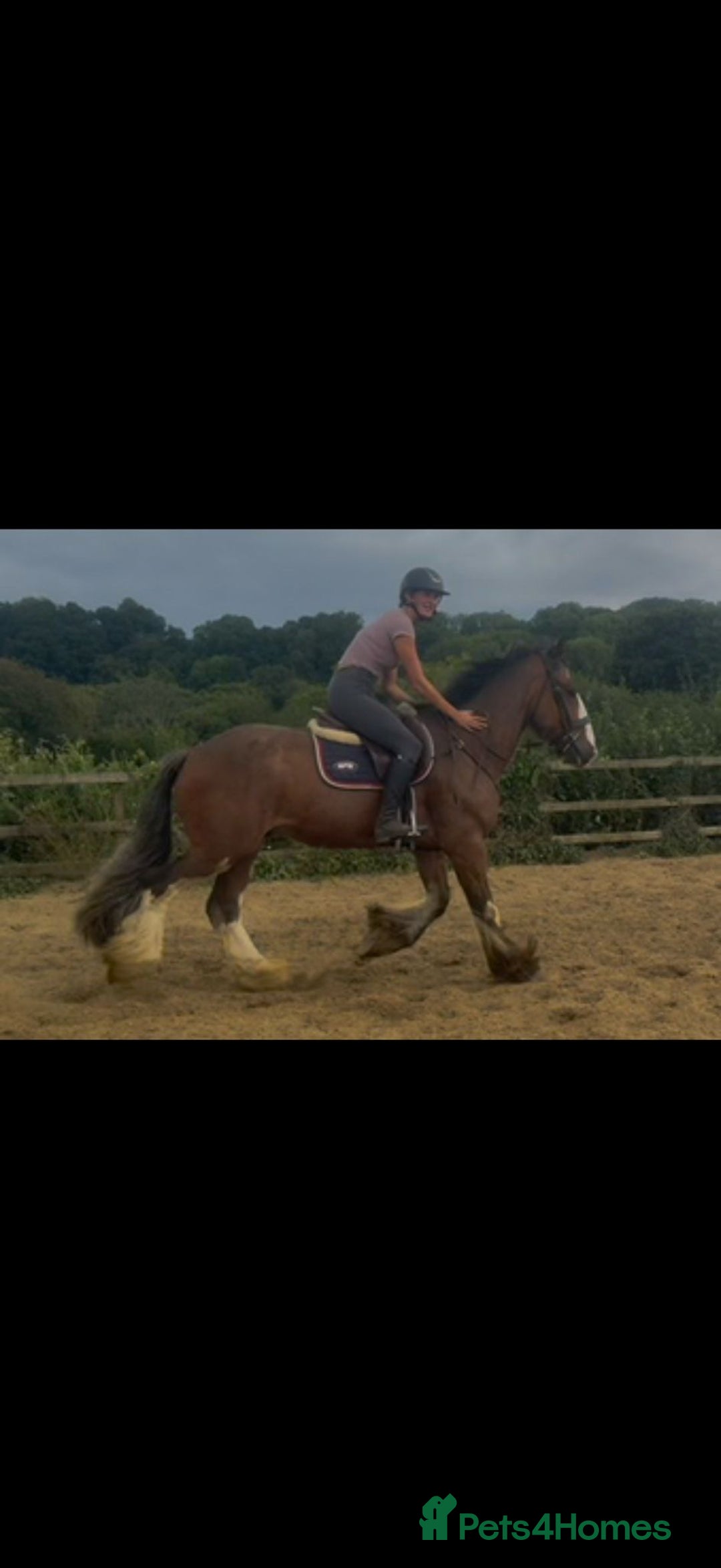 Irish Cob horses for sale: Liam the super cob - Image 3