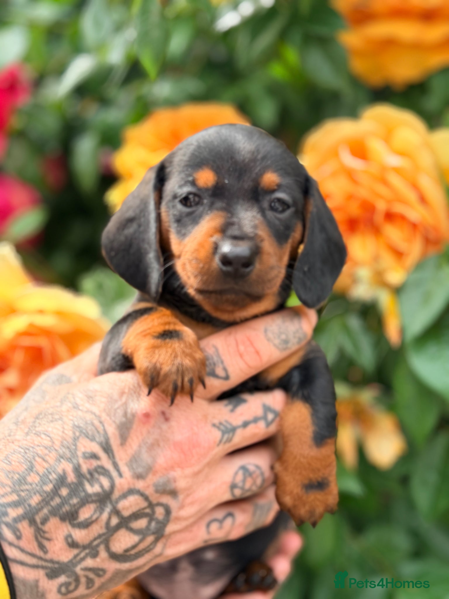 Miniature Dachshund dogs 🌈 🐾Beautiful Dachshund Rainbow Litter🐾🌈 - Advert 1
