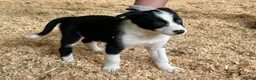 Border Collie dogs for sale: ISDS registered pups - Advert 3