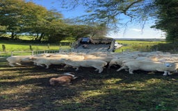 Border Collie dogs for stud: Chip for Stud - Image 2