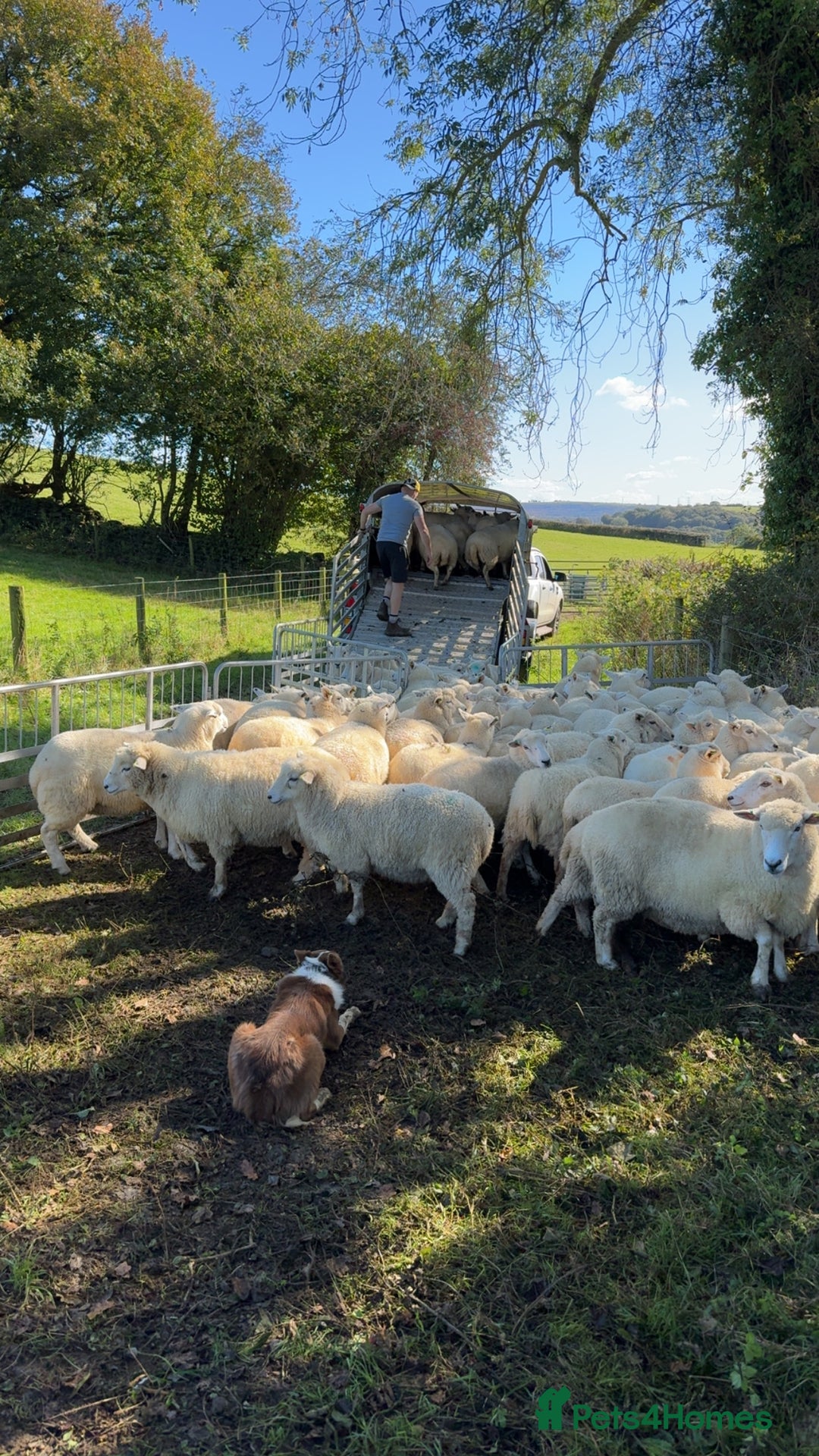Border Collie dogs for stud: Chip for Stud - Image 2