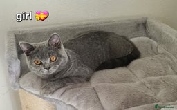 British Shorthair cats for sale: British Shorthair kittens READY NOW  in Mexborough - Image 7