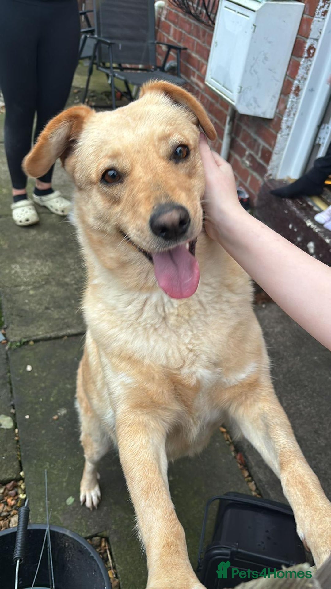 Mixed Breed dogs for adoption: Nelly - Available For Adoption - Advert 1