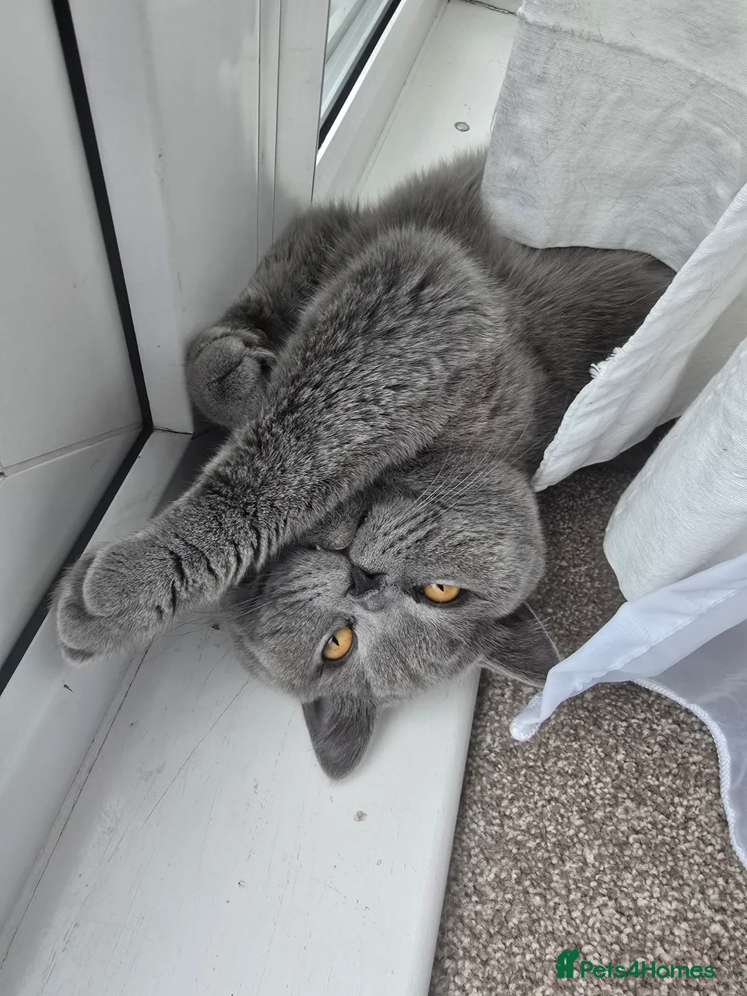 British Shorthair cats for stud: Mr Coco - Advert 12