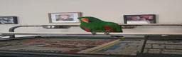 Parrots birds for sale: Male eclectus approximately 8 years old - Advert 2