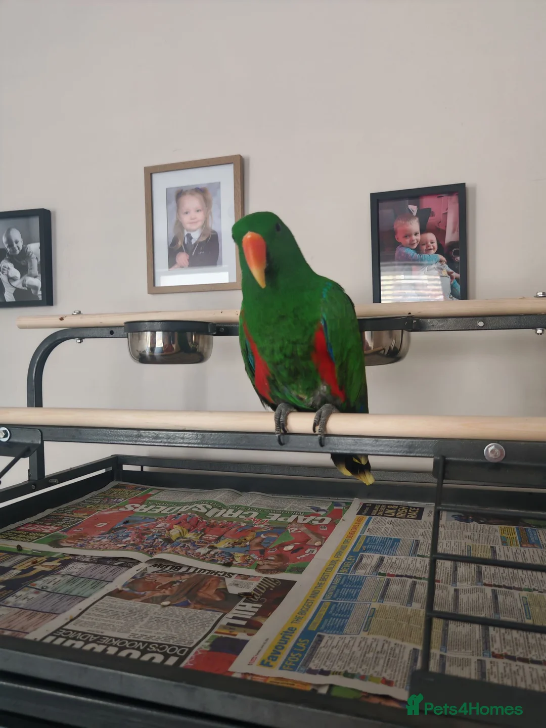 Parrots birds for sale: Male eclectus approximately 8 years old - Advert 2