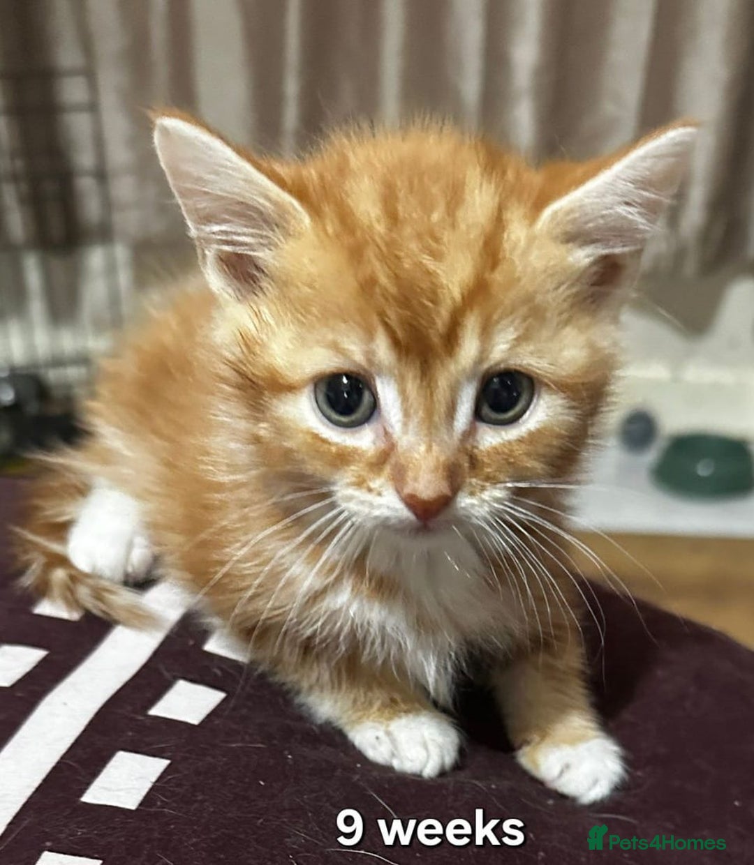 Mixed Breed cats for sale: Beautiful kittens looking for forever homes - Image 4