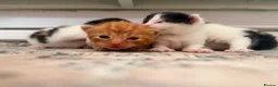 Domestic Shorthair cats for sale: Farm raised DSH kittens  - Advert 6