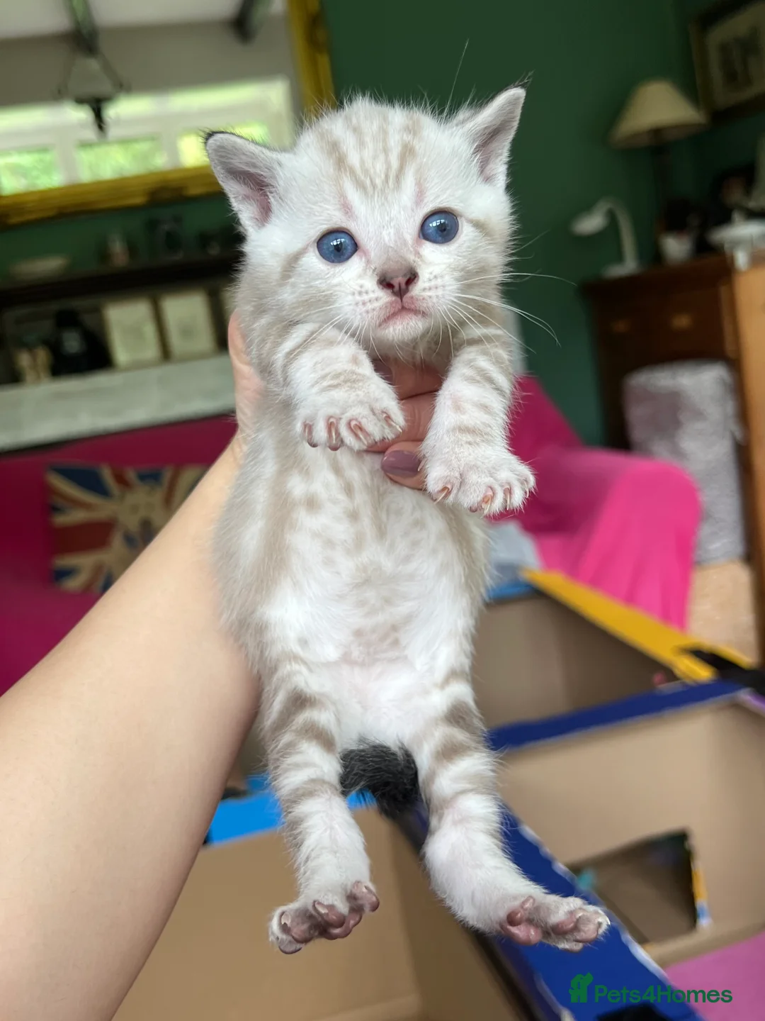 Bengal cats for sale: Stunning Snow Bengal Kittens for Sale  - Advert 2