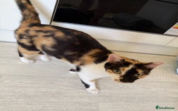 Oriental cats for sale: Sweet Little Calico Baby - Image 15