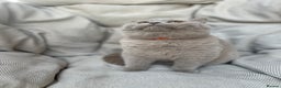 British Shorthair cats for sale: Ready British Shorthair Chunky Kittens - Advert 32