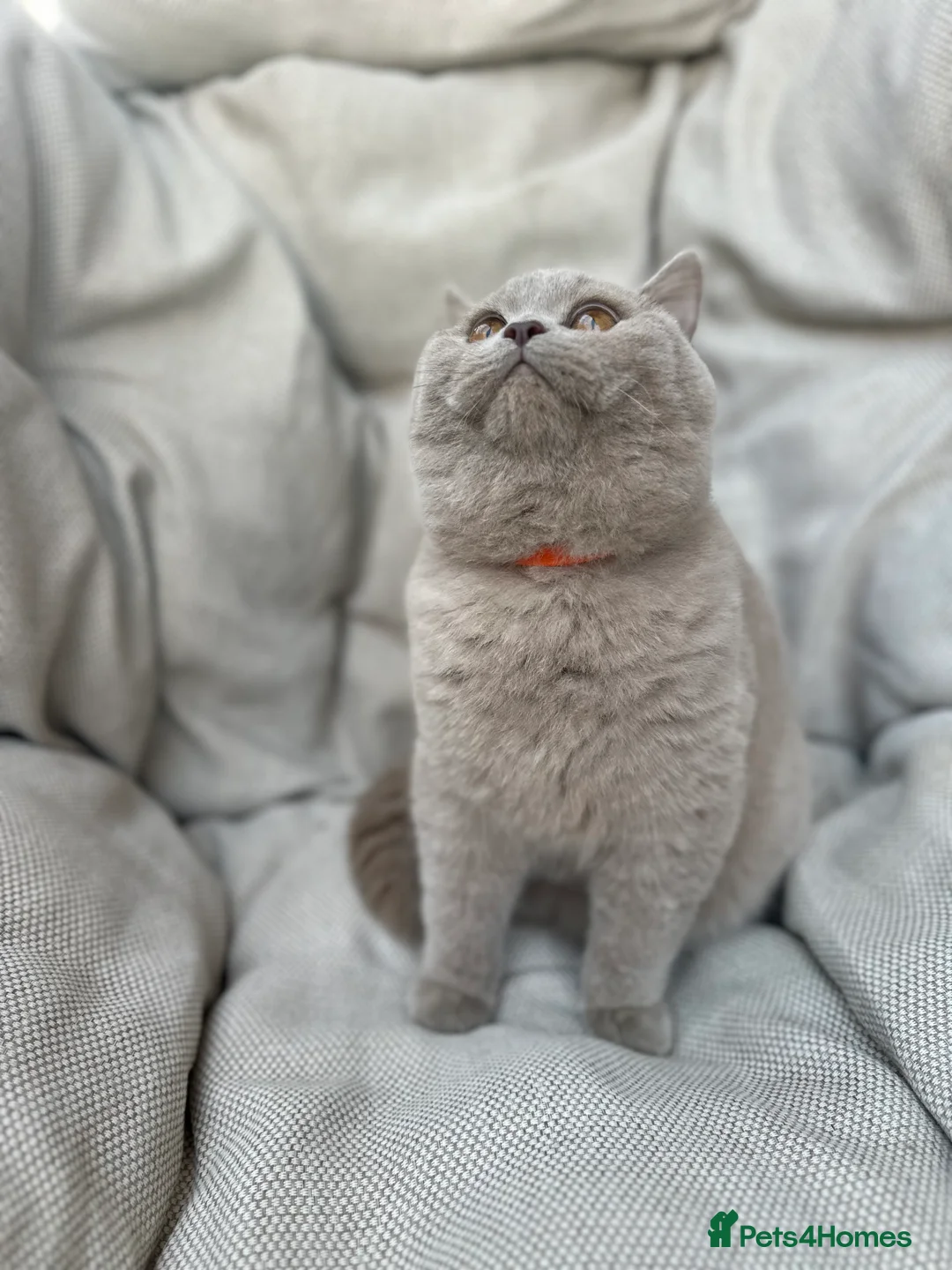 British Shorthair cats for sale: Ready British Shorthair Chunky Kittens - Advert 18