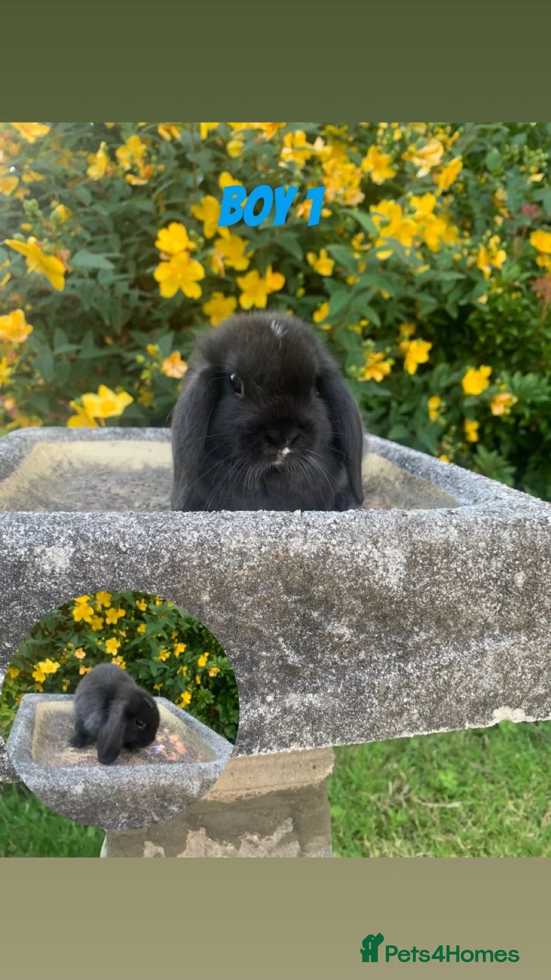 Mini Lop rabbits for sale: Mini Lops Mixed sex - Advert 2