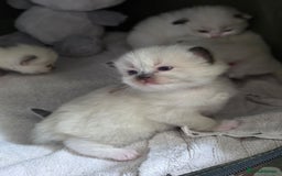 Ragdoll cats for sale: Fully Vaccinated Ragdolls ready 8th Nov - Image 2
