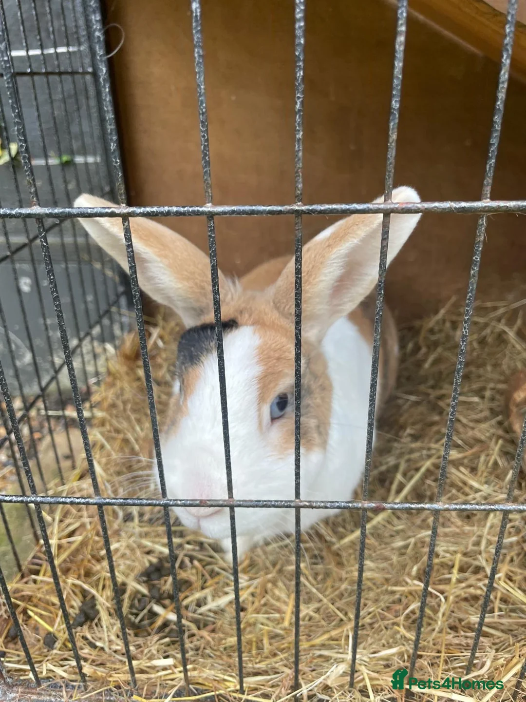 Dutch rabbits for sale: Rabbit in London - Advert 2