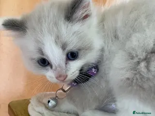 Ragdoll cats Beautiful full ragdoll kittens - Advert 14