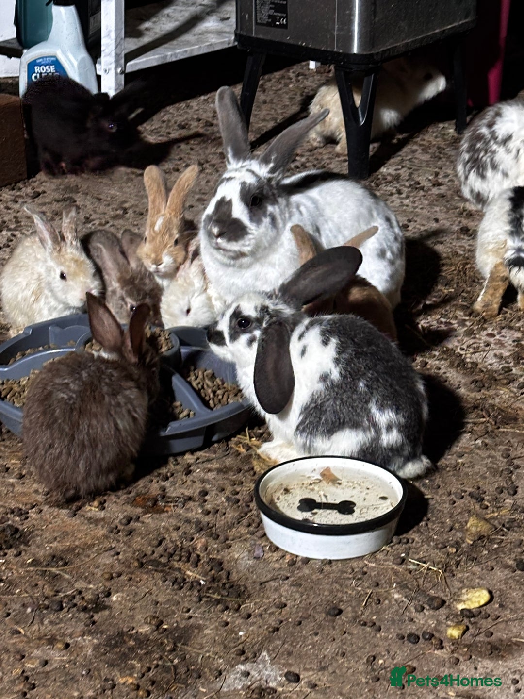 Mixed Breed rabbits for sale: Rabbits 🐇  - Advert 6
