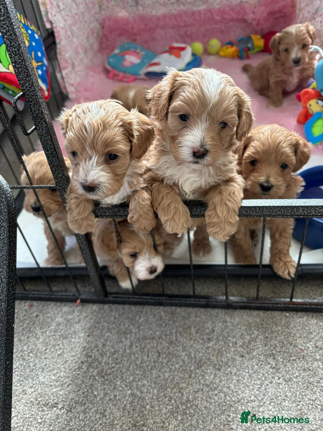 Maltipoo dogs for sale: TOP QUALITY CHAMPAGNE MALTIPOO. - Advert 1