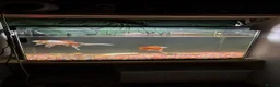 Goldfish fish for sale: 2 goldfish with tank in Wrexham - Advert 2