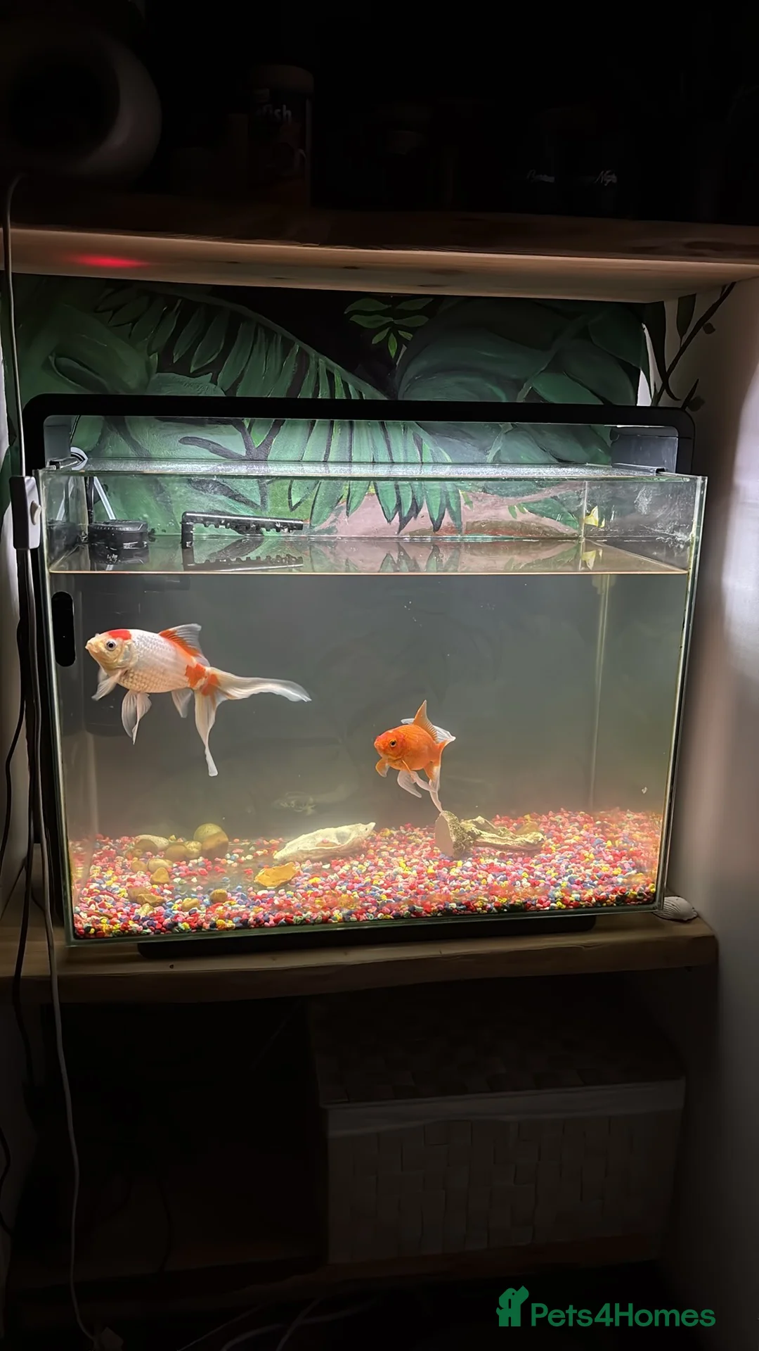 Goldfish fish for sale: 2 goldfish with tank in Wrexham - Advert 2