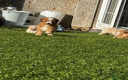Cavapoo dogs for sale: Beautiful cavapoo puppies  - Image 8