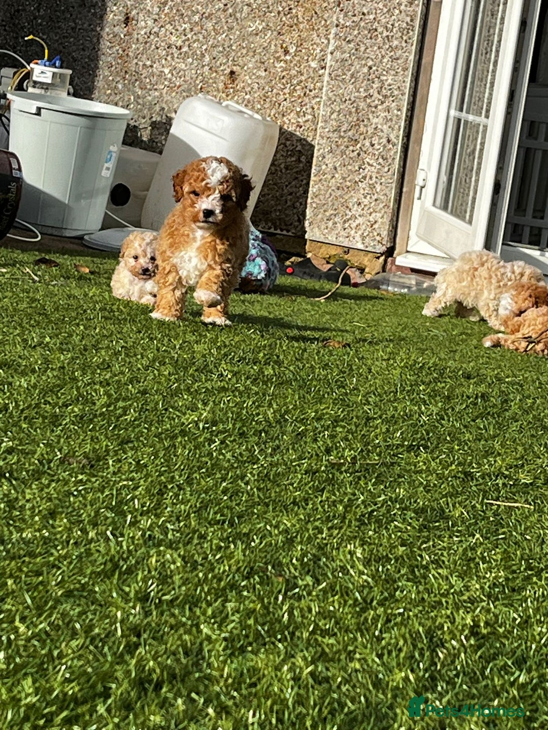 Cavapoo dogs for sale: Beautiful cavapoo puppies  - Image 8