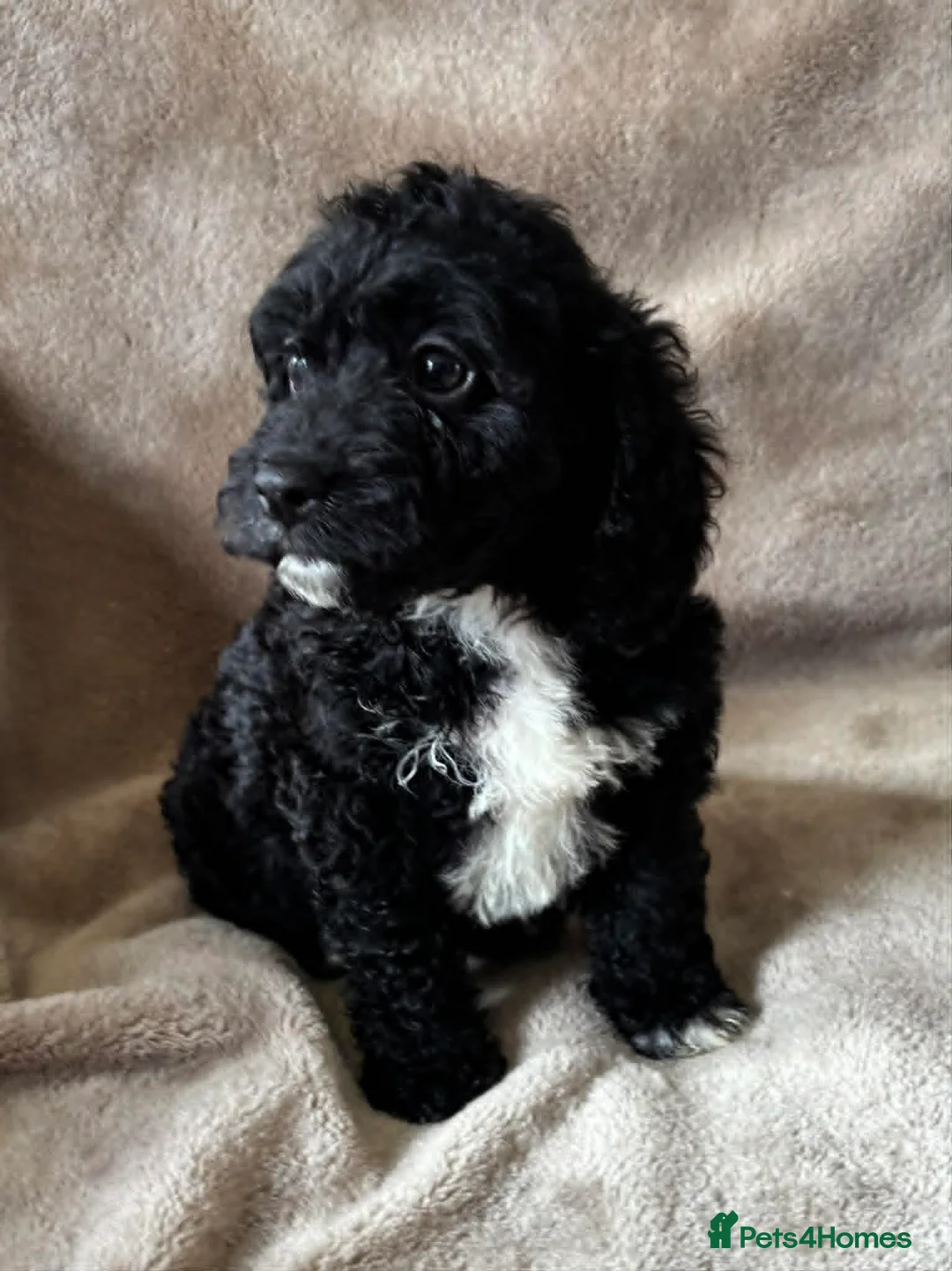 Cockapoo dogs for sale: Beautiful Cockapoo Puppies For Sale - Advert 7