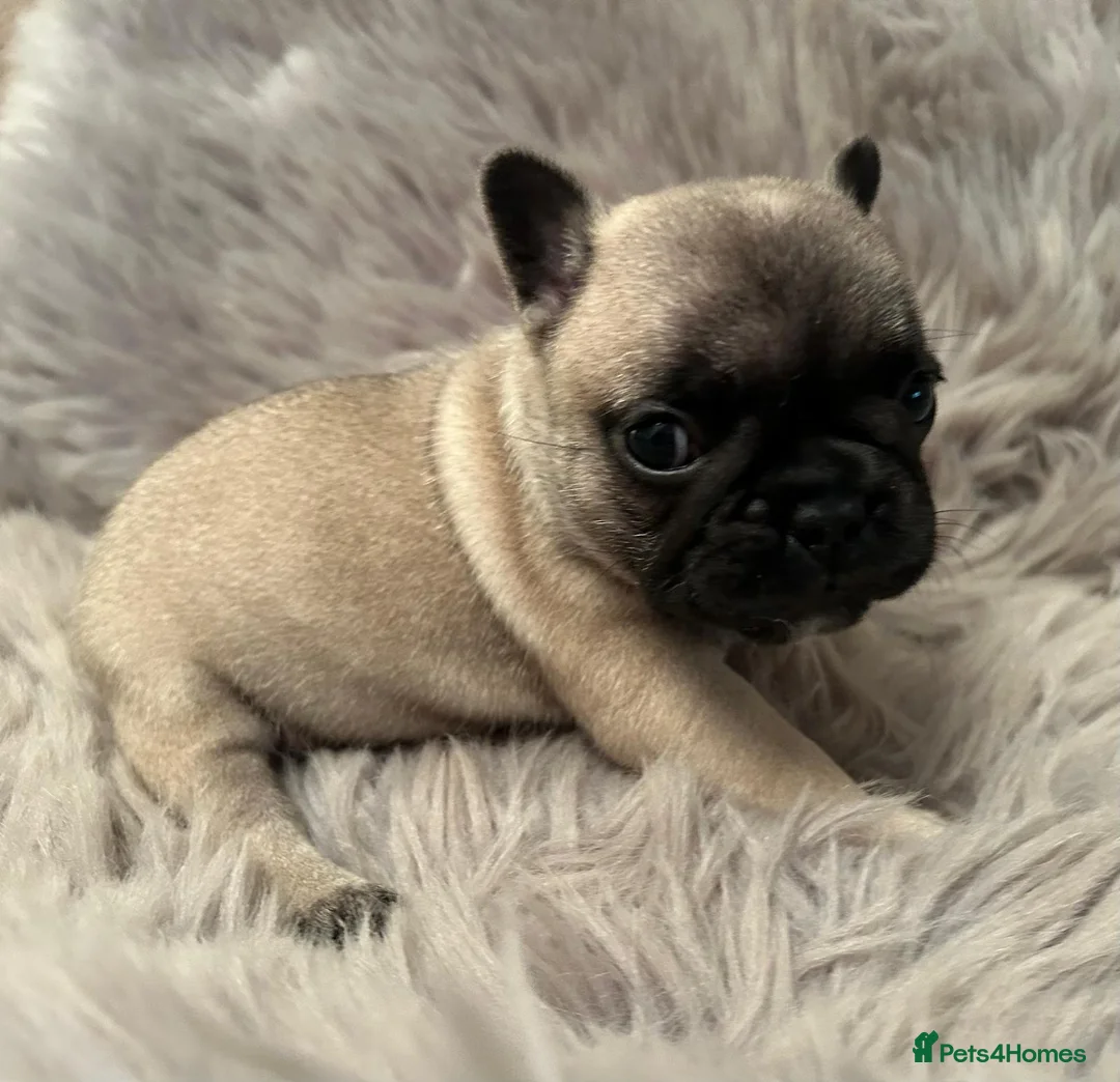 French Bulldog dogs for sale: 3 French bull dog Puppies for sale  - Advert 5