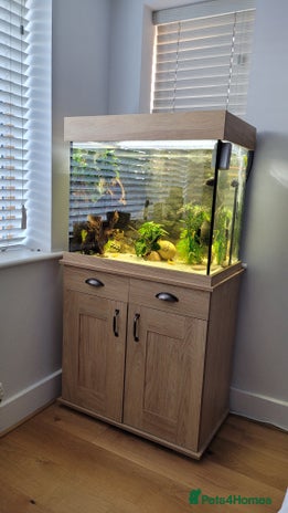 Cichlids fish in Uxbridge - Advert 18