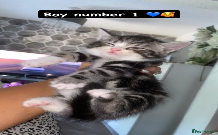 Mixed Breed cats - Advert 11