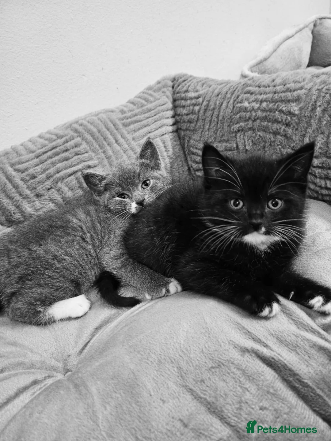 Mixed Breed cats for sale: Two beautiful mixed with British shorthairs  in Basildon - Advert 9