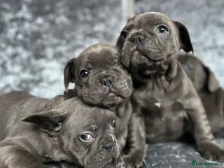 French Bulldog dogs 8 weeks old Blue Frenchies - Advert 4