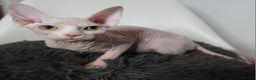 Sphynx cats for sale: Pedigree Sphynx kittens. Ready to go. - Advert 5