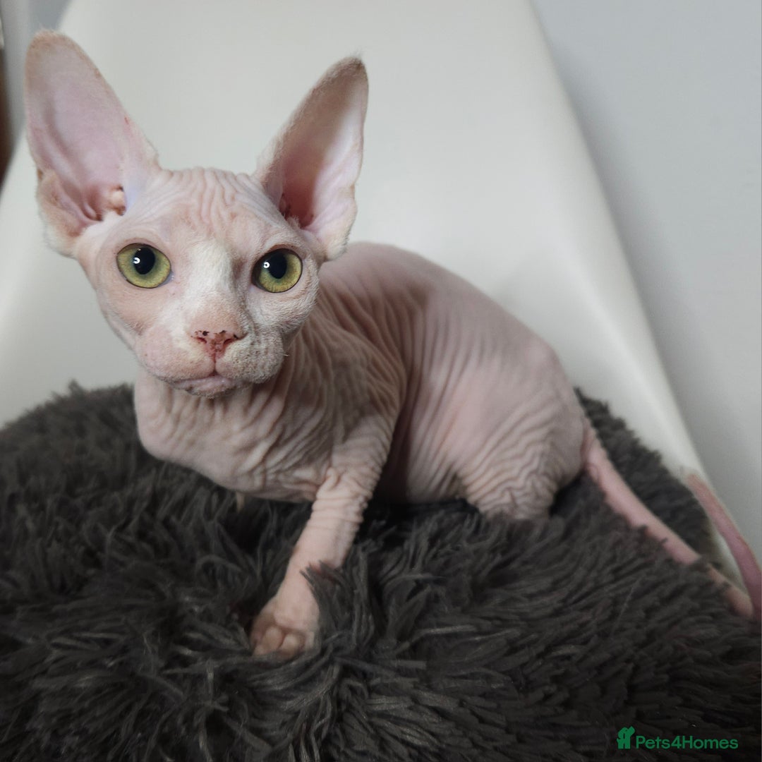Sphynx cats for sale: Pedigree Sphynx kittens. Ready to go. - Advert 5